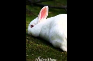 Cute rabbit pictures