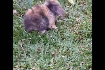 Woooowww.....Bunyyy so cute gemezzzin baby rabbit 🐇🐰