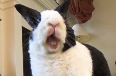 Rabbit eating watermelon offering ASMR