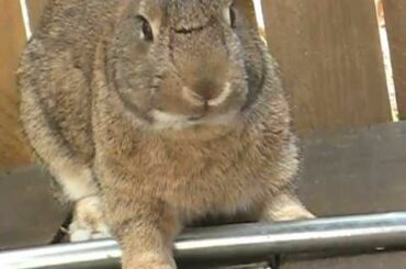 Cute rabbit eats a carrot!!