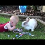 Rabbit and Baby share toys