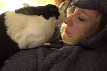Rabbit kissing and licking girl!