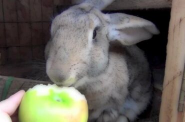 Cutest bunny rabbit in the world