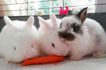 Conejitos Cute Baby Bunny, probando zanahoria, con 27 dias. 🐰😍