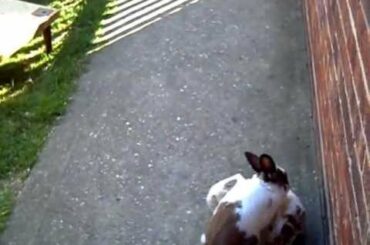 cute rabbit playing with comfort cover