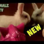 Cute Pet Rabbit Seeing Herself In Mirror For The First Time and Playing in Toys [NEW HD VIDEO]