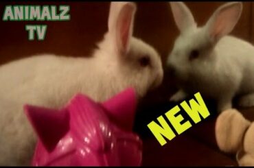 Cute Pet Rabbit Seeing Herself In Mirror For The First Time and Playing in Toys [NEW HD VIDEO]