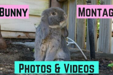 Cute Rabbit video & photo Montage (cat, dog, rabbit)