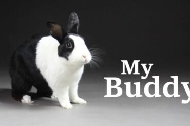 Rabbit commercial - My Buddy