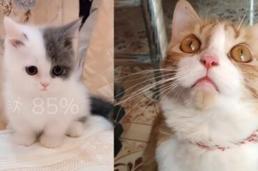 Cute baby animals Videos Compilation cute moment of the animals Soo Cute!