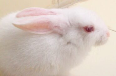 4k Amazing Bunny Rabbits Video || Cute Animals Video || Pets Funny And Cute Video || Pets