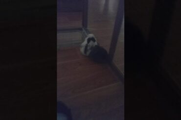 Update of the baby bunnies