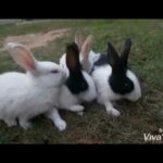 Cute rabbit's.....Dimpal style tips