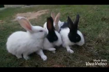 Cute rabbit's.....Dimpal style tips