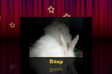 #Cute #Bunnies #Rabbit #R4up