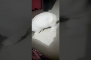 Cutest,sweetest,adorable rabbit ever