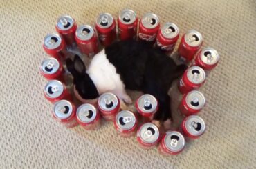 Waking a sleeping rabbit by surrounding him with Coke cans