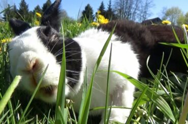 Rabbit falls over but keeps eating