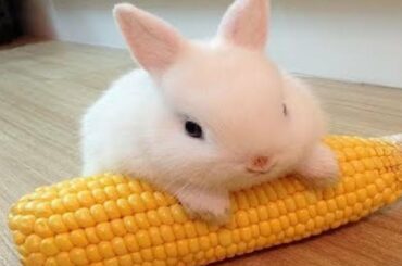 Rabbit is the cutest pets in the world | Funny Pets Video