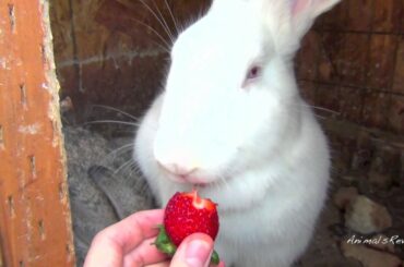 Cute White and Gray Bunny Rabbits Eat Strawberry