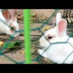 귀여운 토끼로 힐링하기 Korea Bunny Rabbit Cute Healing