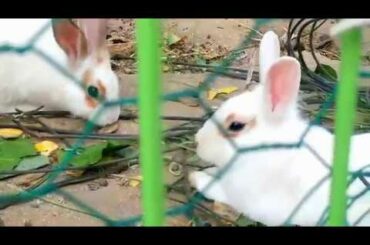 귀여운 토끼로 힐링하기 Korea Bunny Rabbit Cute Healing