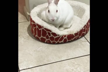 Ruby: Cute Rabbit 🌸💕