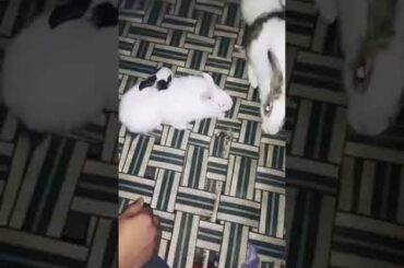My cute rabbits........