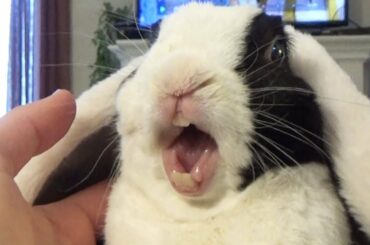 Top 5 rabbit videos