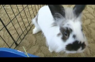 Bunny Rabbits bring comfort to seniors