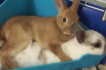 Cute bunnies 2019