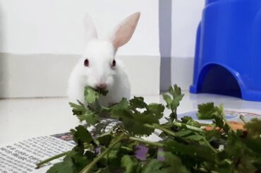 Ten days old baby rabbits eating coriander leaves.
