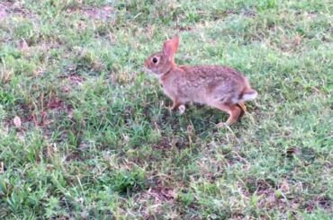 How to annoy a  cute cottontail baby bunny