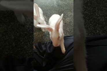 Rabbits Bunnies babys || Big Rabbits ||ASHOK GADDAM