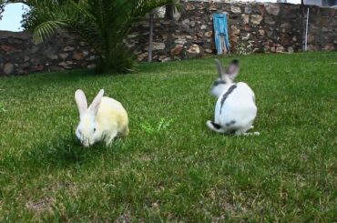 Bunny Rabbits Eating Together