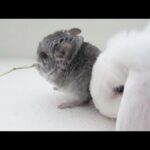Baby Chinchillas Play with Bunny!