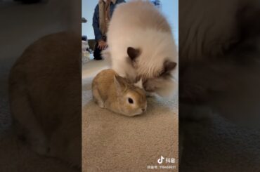 Cat grooming/ licking cute bunny