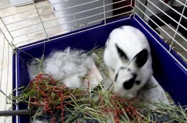 Rescued Rabbit Gave Birth To Six Baby Bunnies | Pregnant Rabbit