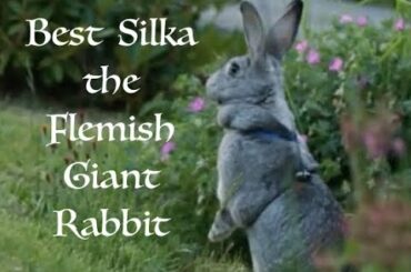 Best of Flemish Giant Rabbit