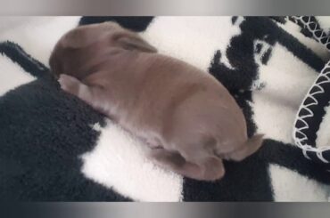 Baby rabbit sleeping...