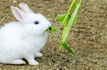 Beautiful Rabbit