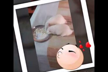 Mera cute rat and rabbit 🐁🐀🐁🐀🐁🐀🐁🐀