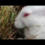 Day#20 Baby Rabbit eating and cleaning | White Rabbit