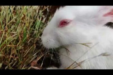 Day#20 Baby Rabbit eating and cleaning | White Rabbit