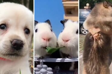 Cute pet animals tiktok ( kitty + rabbit +dog+ fish ) All type vdo