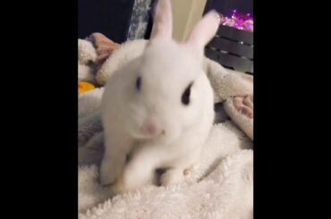 Lovelys bunny rabbits videos #1 - cute bunny rabbits 2019 - read the description