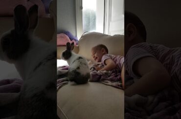 Laughing baby and bunny rabbit