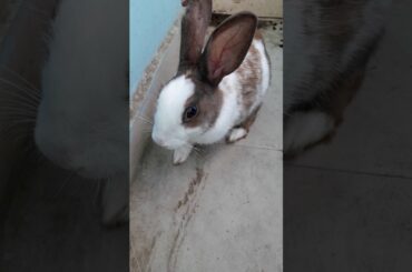 Cute rabbit