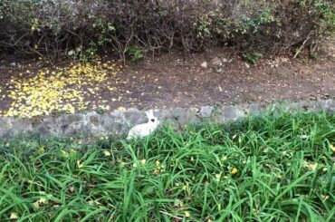 귀여운 토끼 구경하세요! Cute rabbit