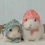Cute Little Rabbits Pair